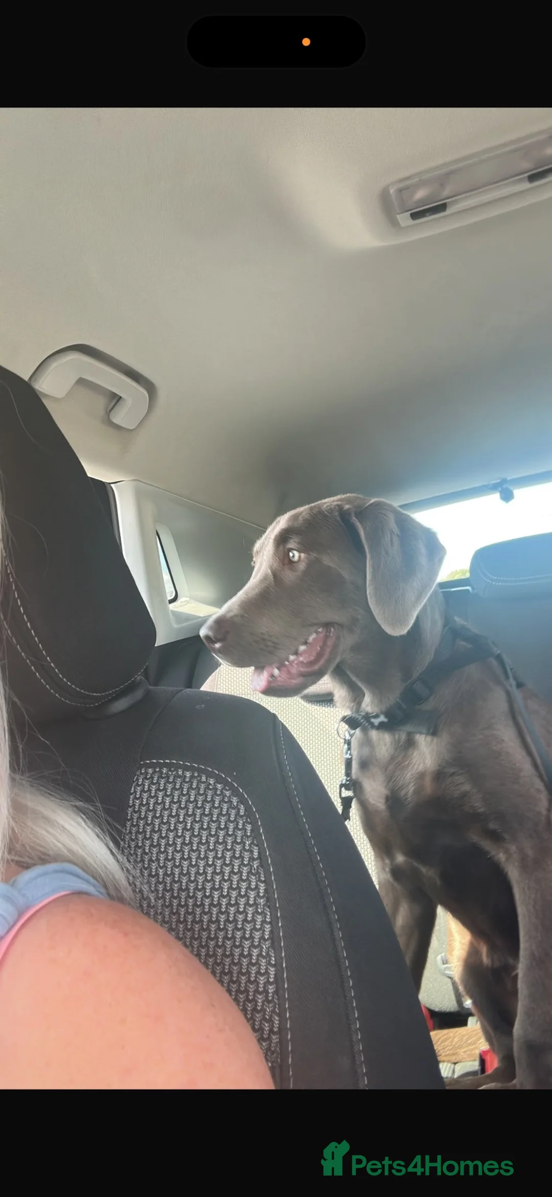 Labrador Retriever dogs for sale: Silver female  - Advert 4