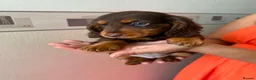 Miniature Dachshund dogs for sale: Long haired miniature dachshund  - Advert 8
