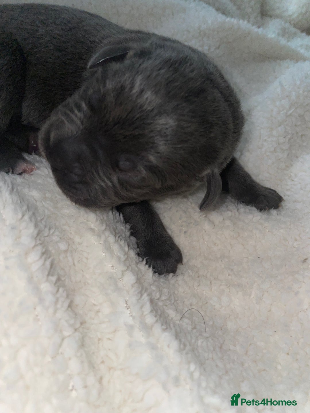 Cane Corso dogs for sale: Harlequin cane corso x pedigree cane corso puppies - Advert 16