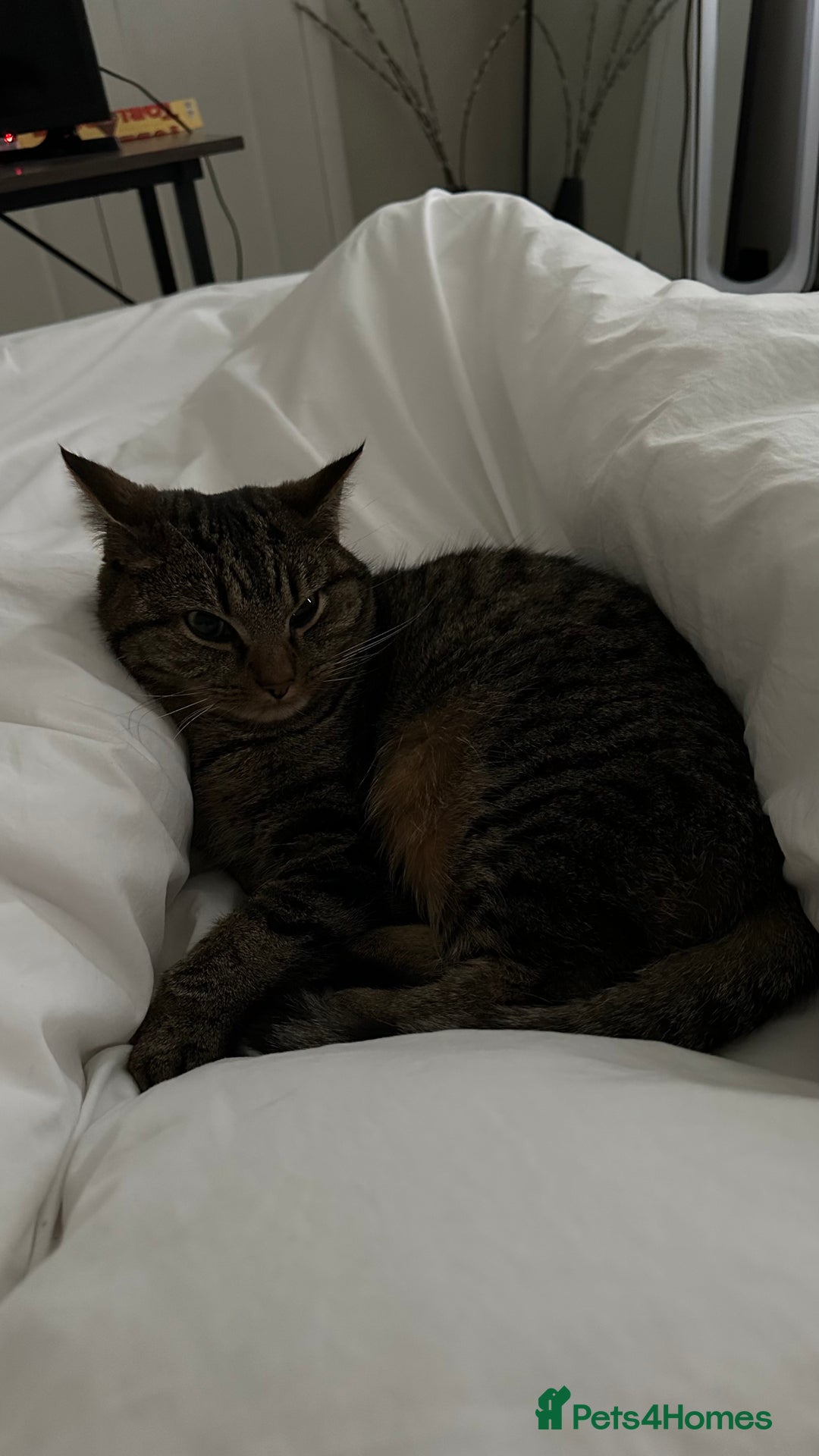 Mixed Breed cats for sale: Cuddly lap cat  - Image 4