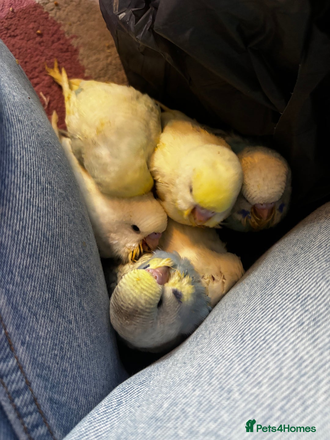 Budgerigars birds for sale: Hand reared baby budgies  - Image 2