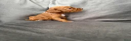 Cocker Spaniel dogs for sale: 💙 Boy Red KC Working Cocker Spaniel 💙 - Advert 31