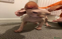 Sphynx cats for sale: Female sphynx cat  - Image 3