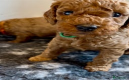 Cockapoo dogs for sale: Stunning Fox Red F1B Cockapoos only 1 girls left - Image 39