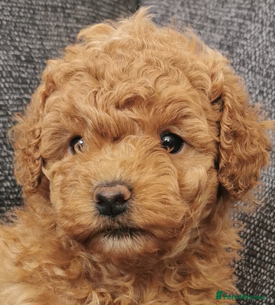 Toy Poodle dogs for sale: Outstanding quality KC Reg Toy poodle puppies  - Image 7