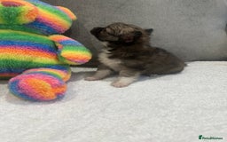 Chihuahua dogs for sale: chihuahuas puppies for sale  - Advert 15