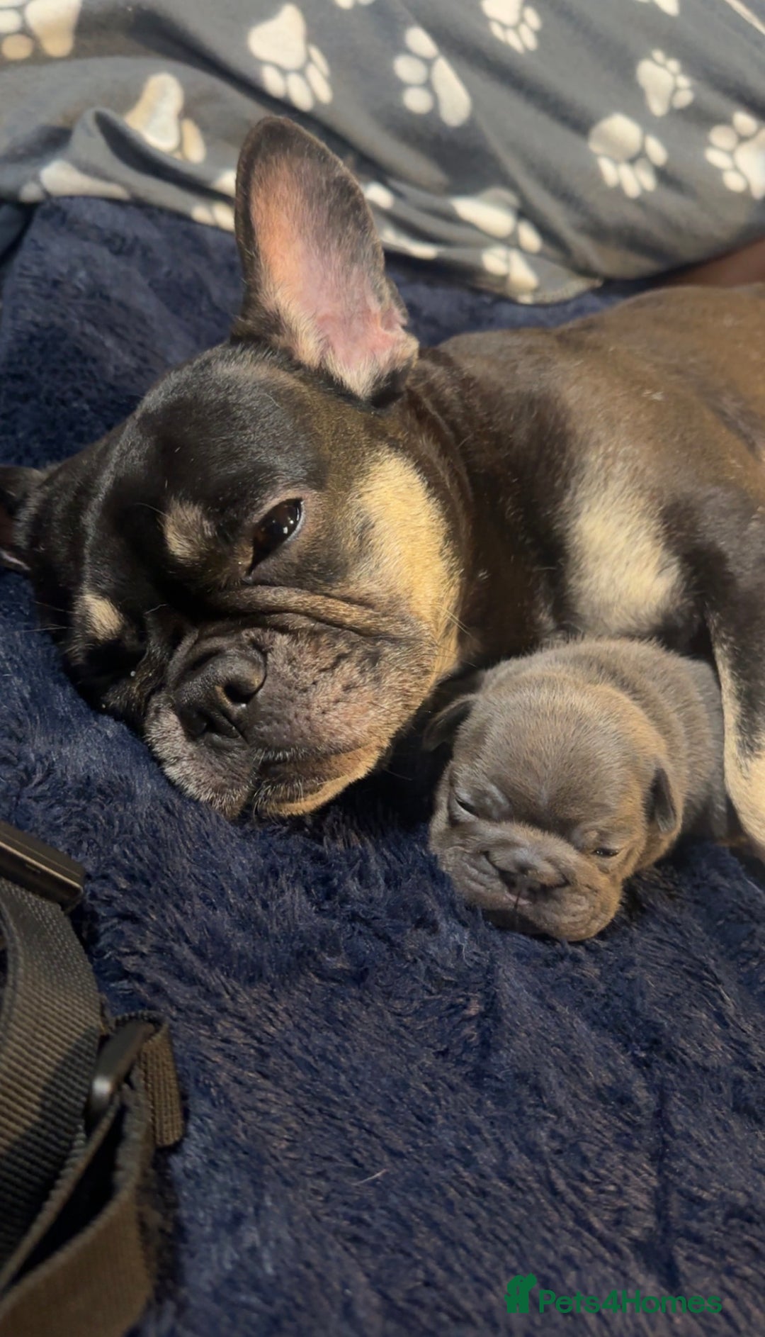 French Bulldog dogs for sale: FEMALE FRENCHIE AVAILABLE  - Advert 5