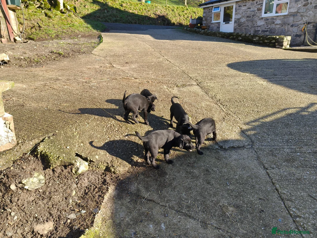 Mixed Breed dogs for sale: Flat Jack pups in Oswestry - Advert 4