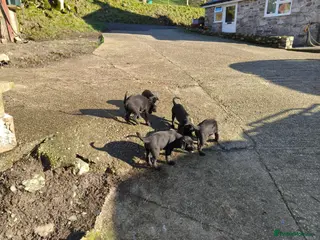 Mixed Breed dogs Flat Jack pups - Advert 3