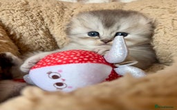 Scottish Fold cats for sale: 🌟🌟🌟🌟🌟Pedigree Scottish Fold Kittens - Image 11