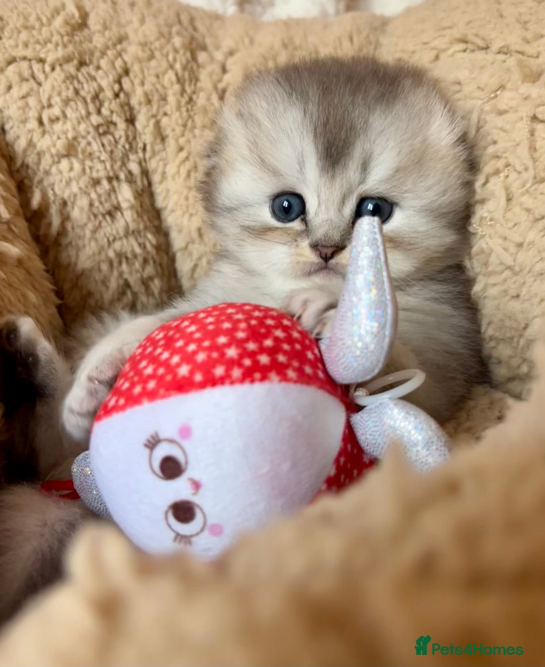 Scottish Fold cats for sale: 🌟🌟🌟🌟🌟Pedigree Scottish Fold Kittens - Image 11