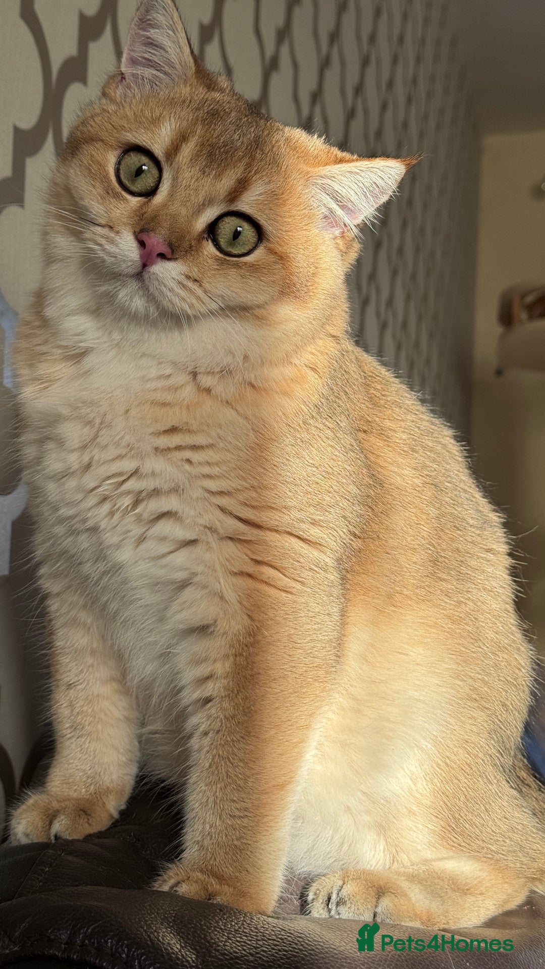 British Shorthair cats for sale: BSH GCCF NY12 Golden black tipped one girl left  in Basildon - Advert 4