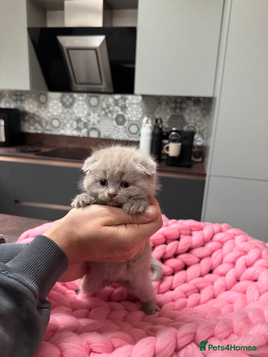Scottish Fold cats for sale: Scottish Fold Kittens – Raised in our Family Home  - Advert 3