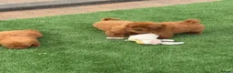 Toy Poodle dogs for sale: Toy poodle puppies - Advert 11