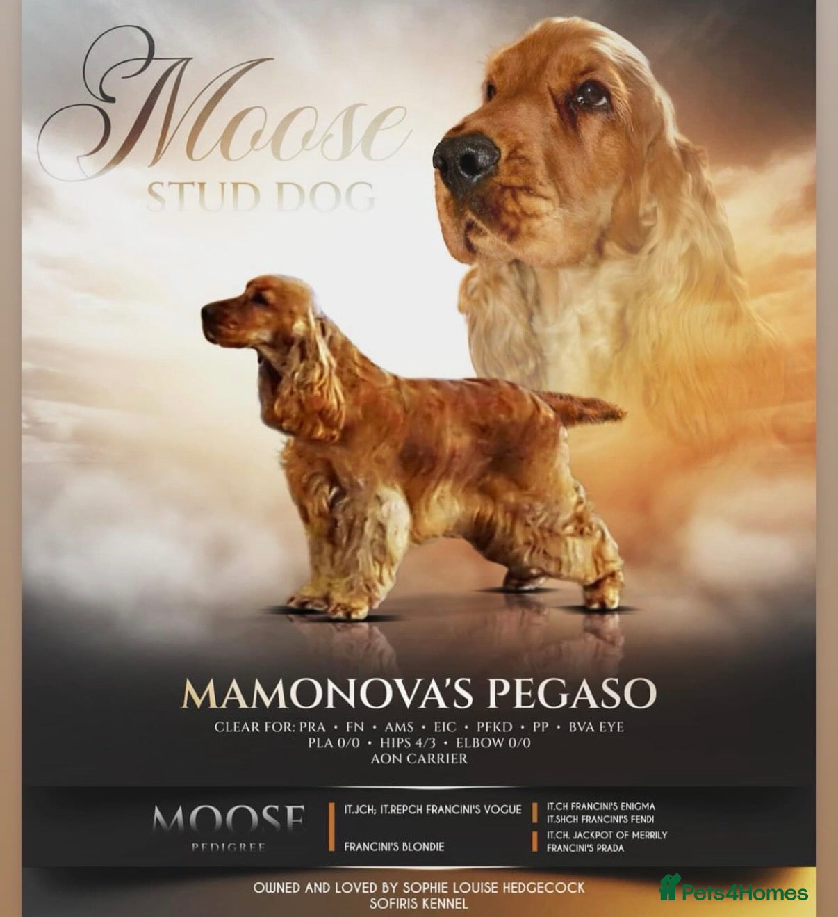 Cocker Spaniel dogs Italian stud dog  - Advert 4