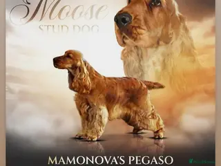 Cocker Spaniel dogs Italian stud dog - Advert 4