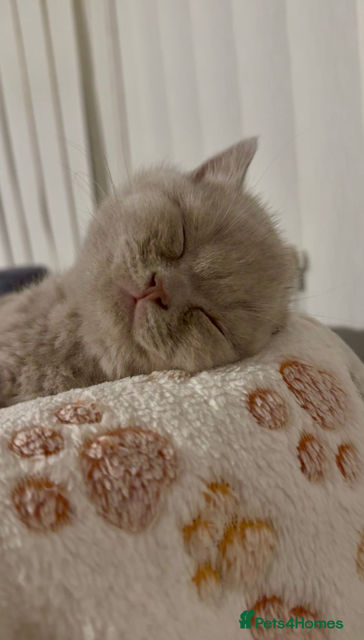 British Shorthair cats Champion Line British Shorthair Kittens - Advert 4