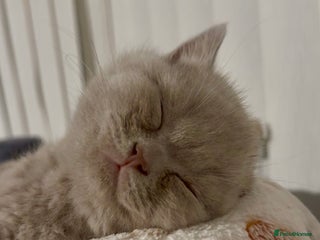 British Shorthair cats Champion Line British Shorthair Kittens - Advert 18