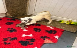 Mixed Breed dogs for sale: Collie x Dalmatian Puppies - Advert 17