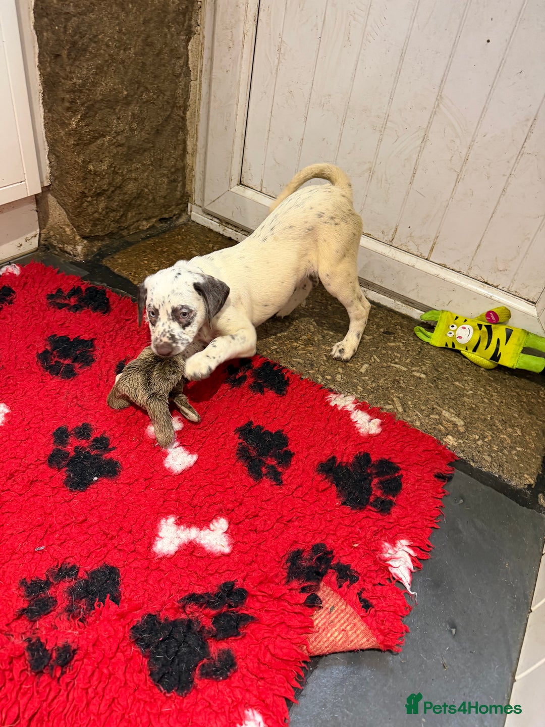 Mixed Breed dogs for sale: Collie x Dalmatian Puppies - Advert 17