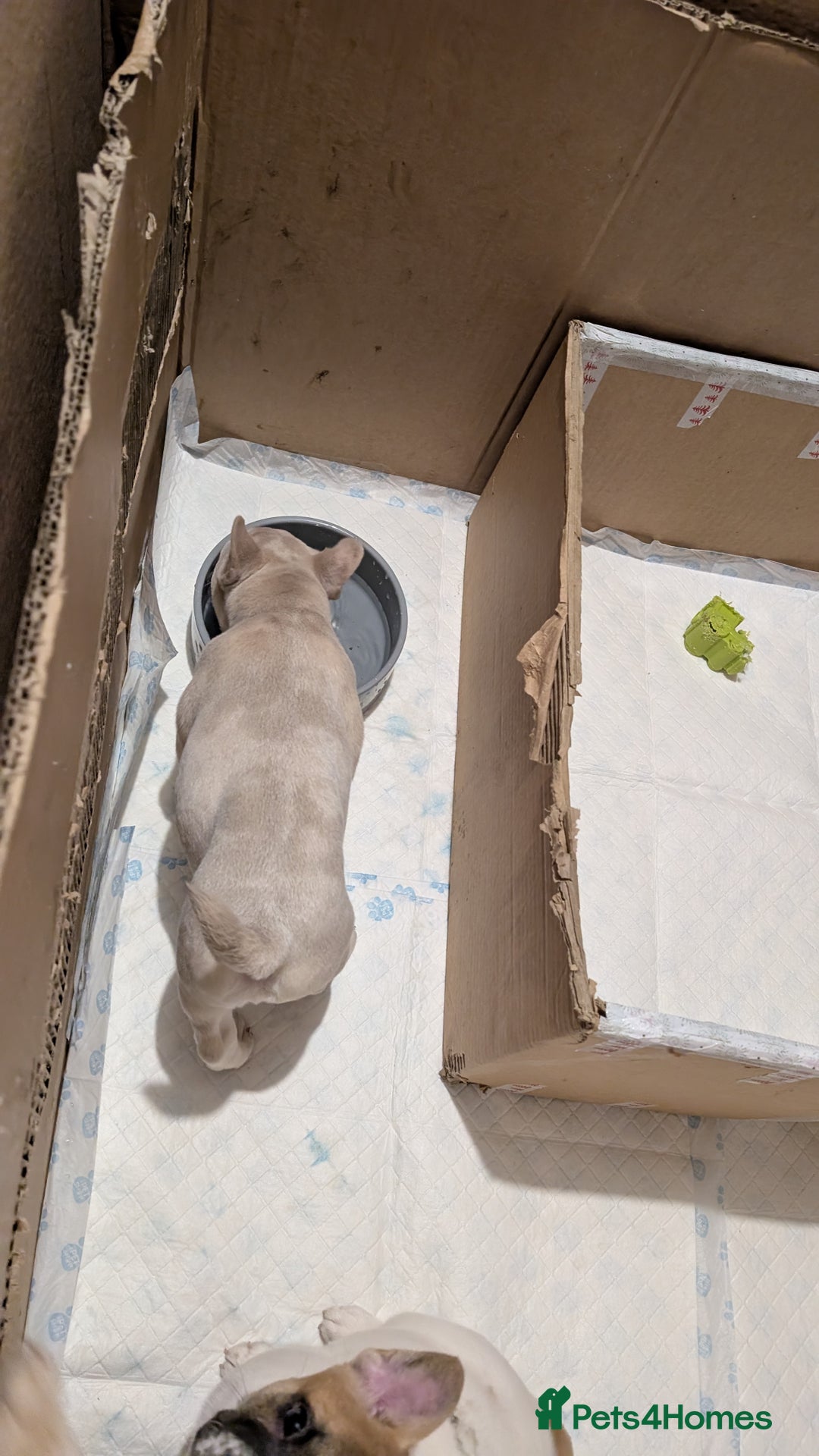Mixed Breed dogs for sale: 3x Female French Bulldog X Chow Chow puppies.   - Advert 17