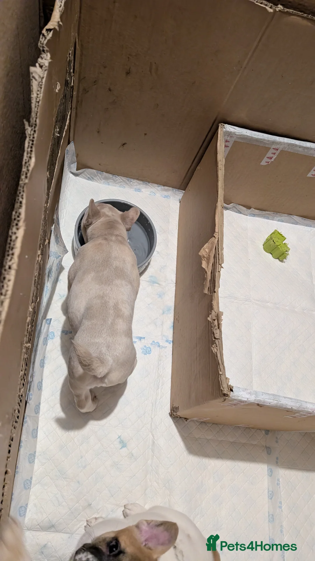 Mixed Breed dogs for sale: 3x Female French Bulldog X Chow Chow puppies.   - Advert 19