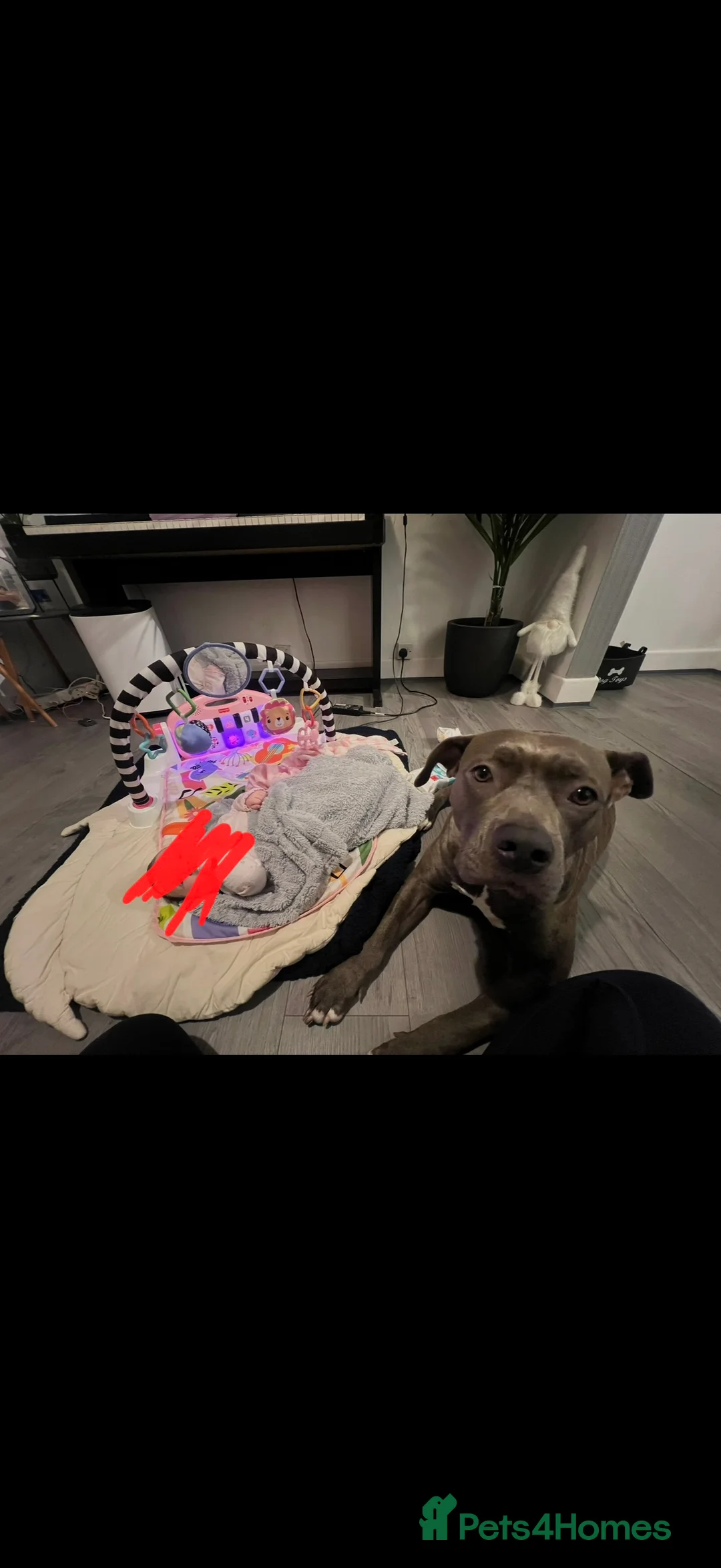 American Bully dogs for sale: American bully classic puppies for sale  - Advert 22