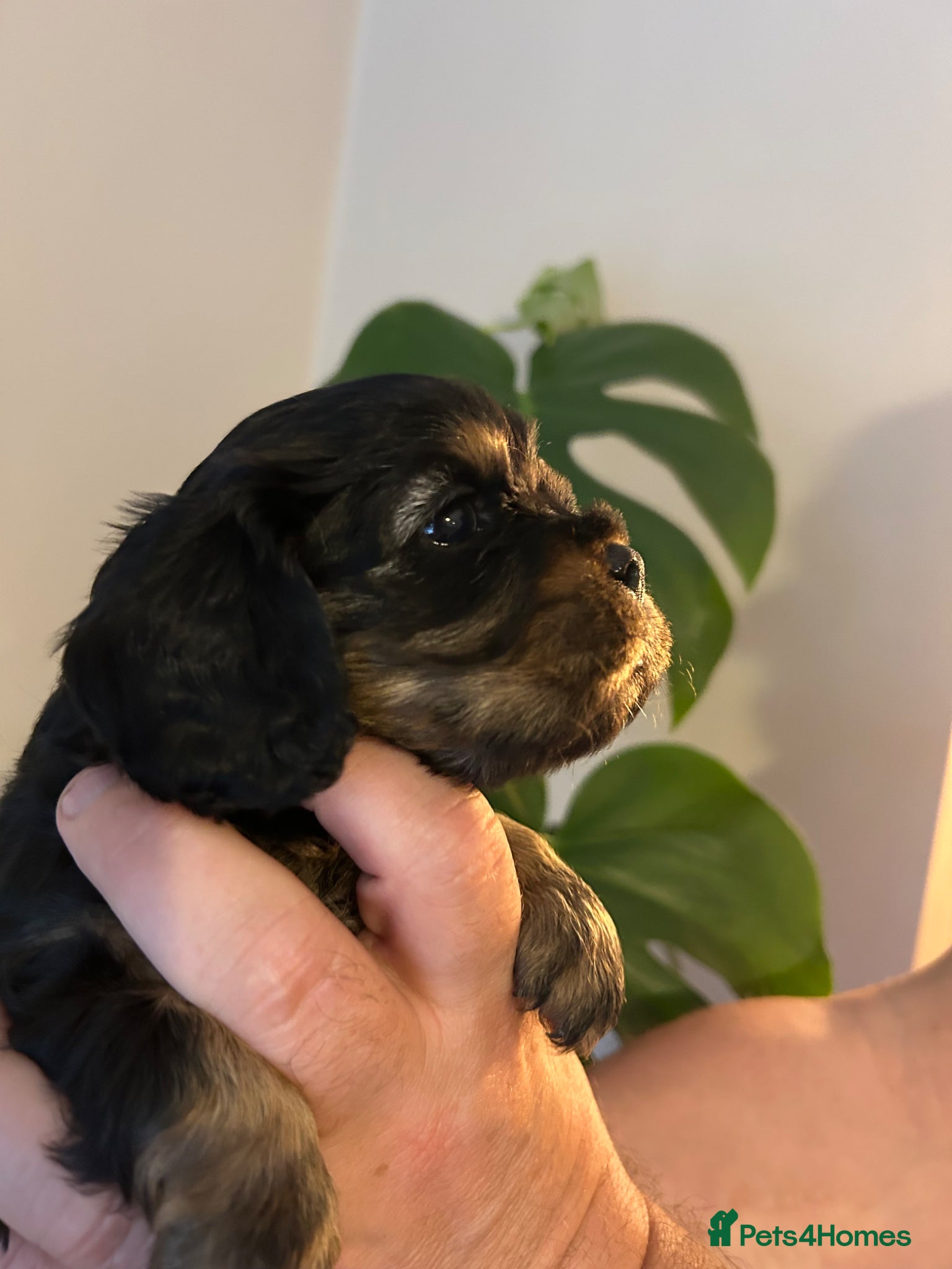 Cavalier King Charles Spaniel dogs KC reg CKC  one handsome boy available  - Advert 1