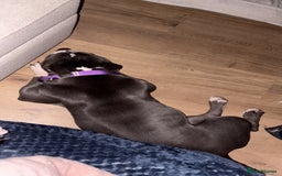 Staffordshire Bull Terrier dogs for sale: Bella  - Image 3