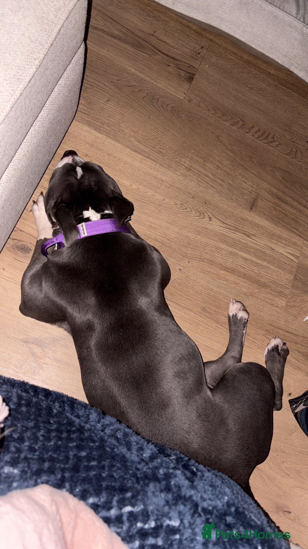 Staffordshire Bull Terrier dogs for sale: Bella  - Image 3