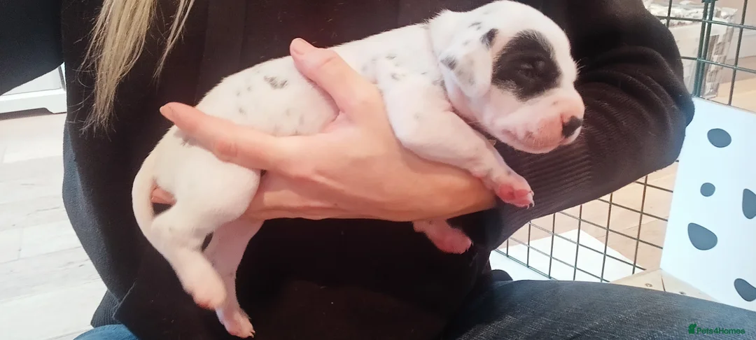 Dalmatian dogs for sale: Beautiful dalmatian puppies - Advert 35