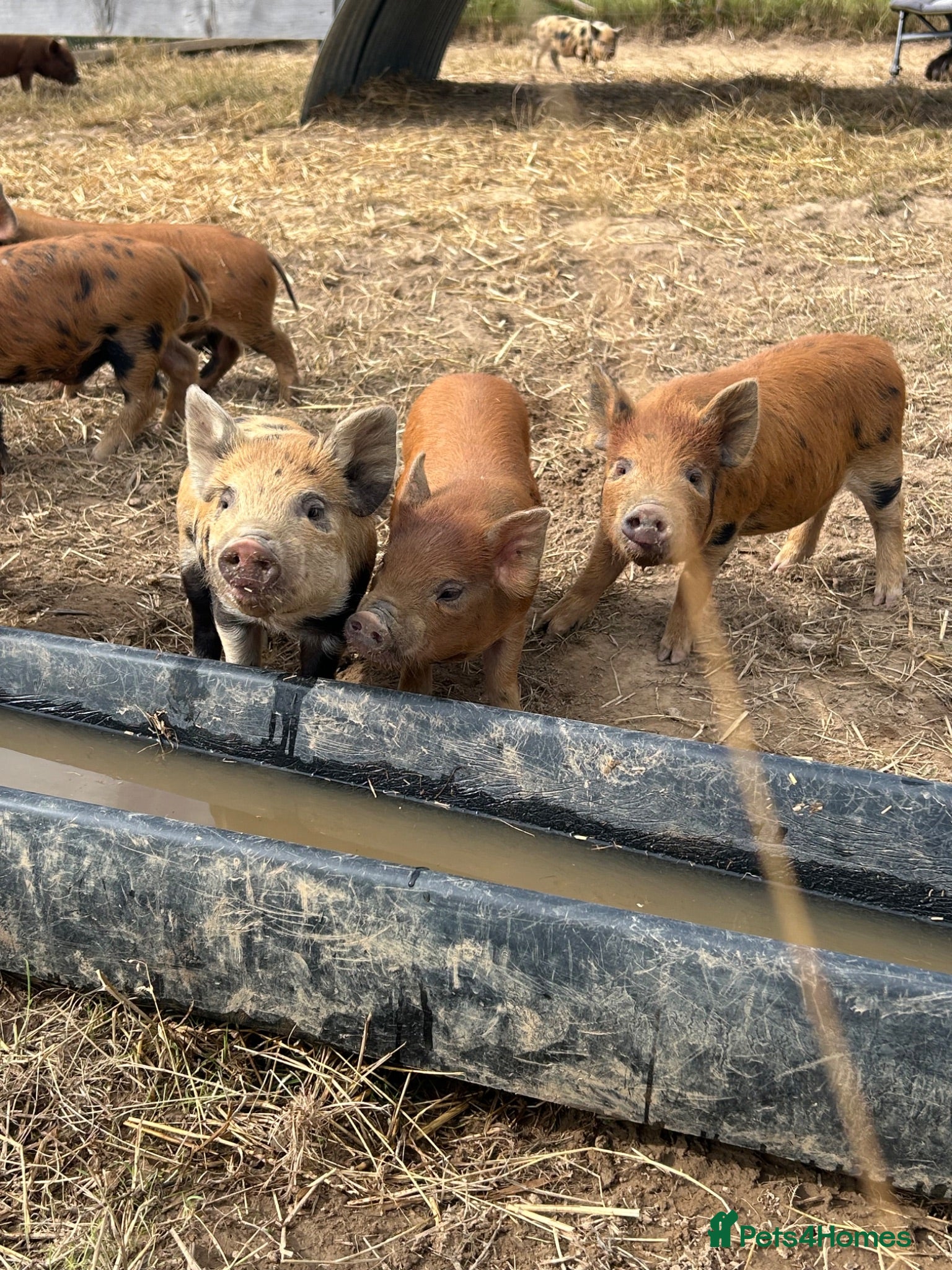 Pig livestock Beautiful Kune Kune Piglets! Small for great pets! - Advert 2
