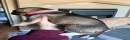Mixed Breed dogs for sale: Puppies mixed bread  in Stoke-on-Trent - Advert 13