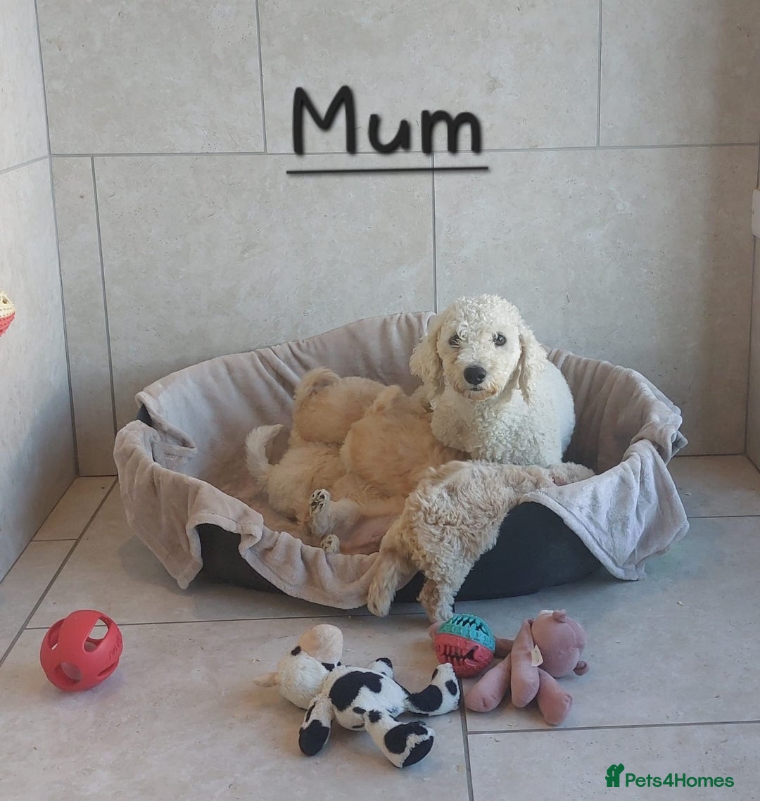 Poochon dogs for sale: Poochon puppies 🥰 - Image 21