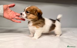 Mixed Breed dogs for sale: Stunning Jack tzu puppies. Jack Russell x Shih Tzu - Image 15