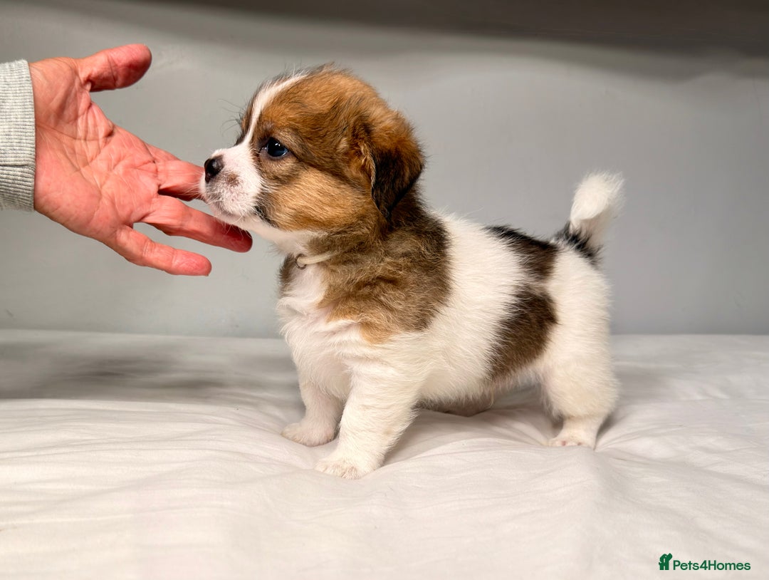 Mixed Breed dogs for sale: Stunning Jack tzu puppies. Jack Russell x Shih Tzu - Image 15