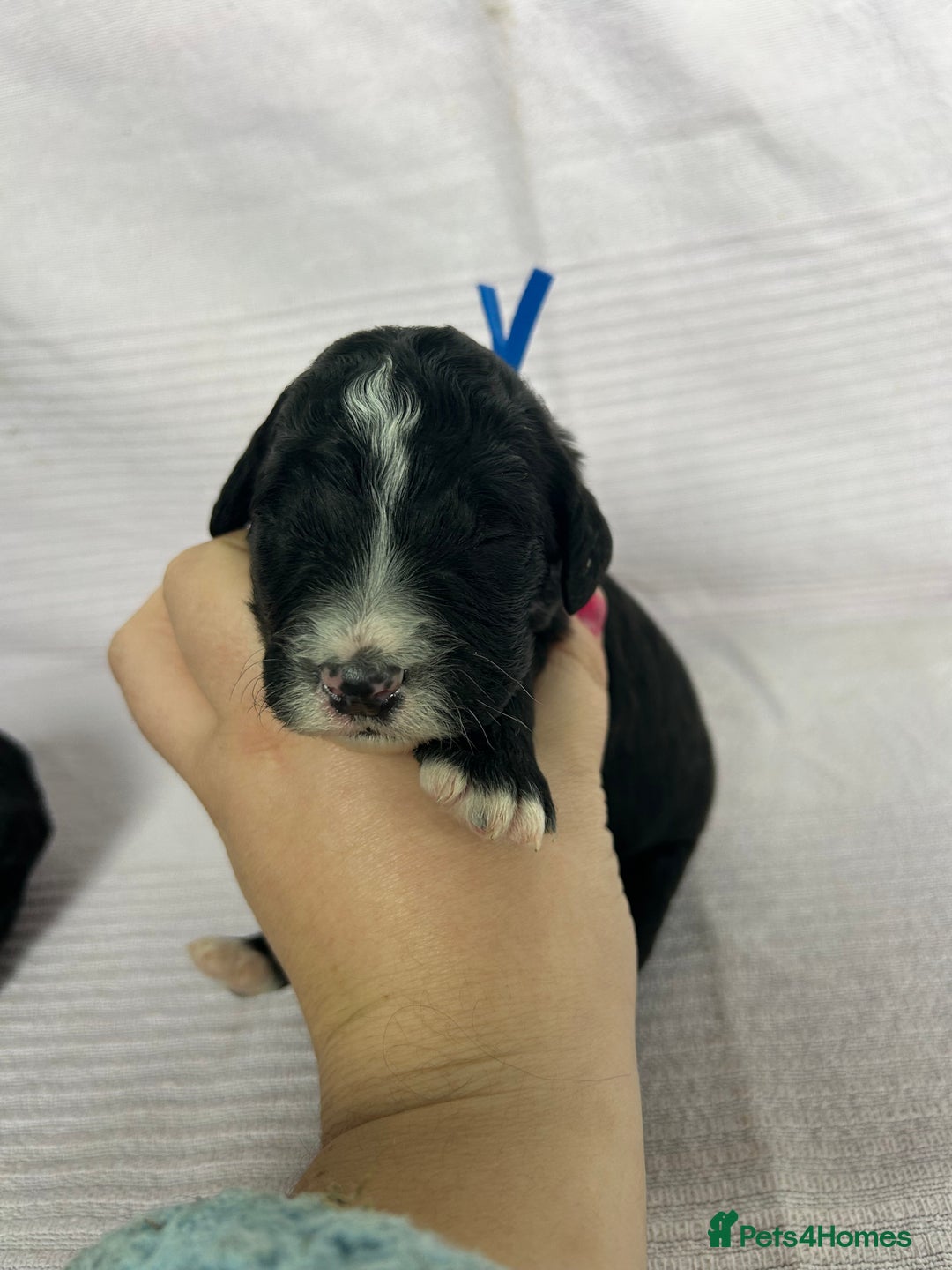 Bernedoodle dogs for sale: F1 standard Bernedoodle puppies. Licensed breeder - Image 4