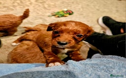 Cavapoo dogs for sale: Cavapoo Puppies  - Image 5