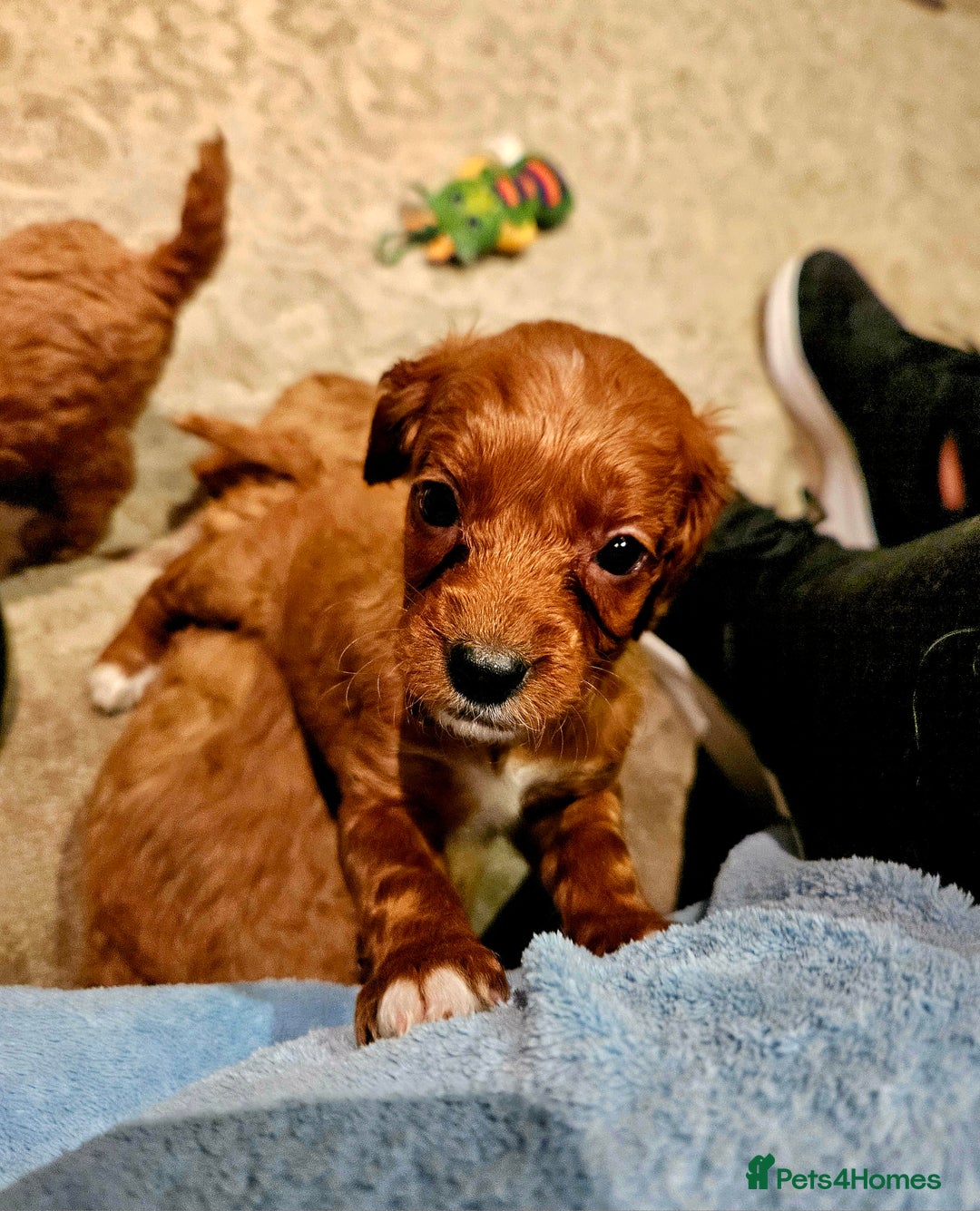 Cavapoo dogs for sale: Cavapoo Puppies  - Image 5