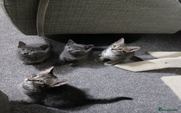 Mixed Breed cats for sale: Kittens  - Image 11