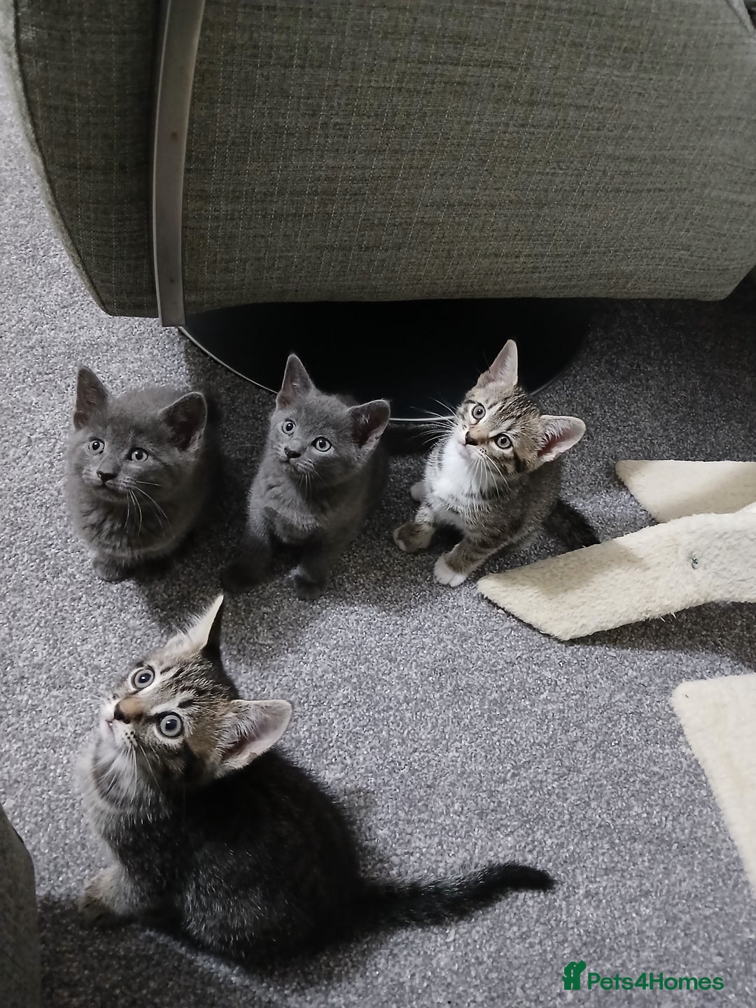 Mixed Breed cats for sale: Kittens  - Image 11