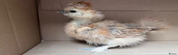 Mixed Breed birds for sale: Silkie &French Copper Maran chicks & hatching eggs - Advert 9