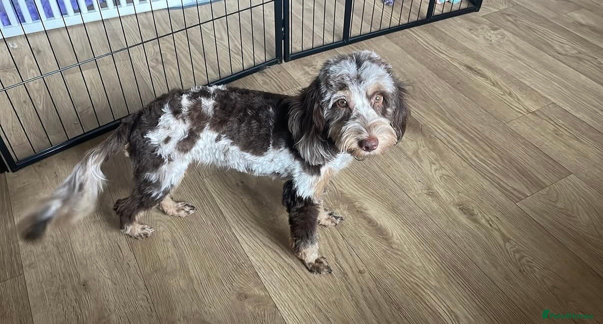 Cockapoo dogs 1 year old cockapoo - Advert 9