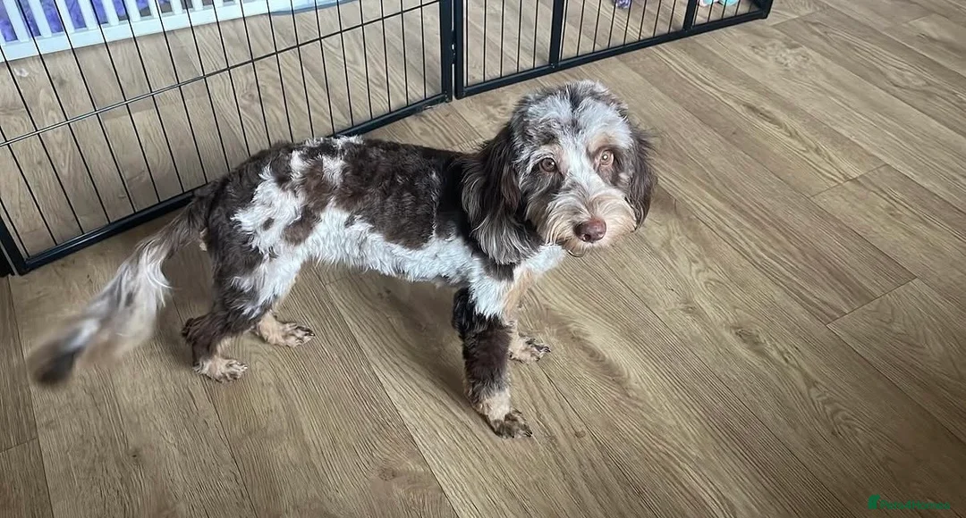 Cockapoo dogs for sale: 1 year old cockapoo - Advert 1