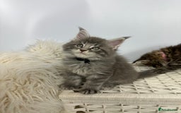 Maine Coon cats for sale: Gorgeous Pure Breed Maine Coon Kittens - Image 27