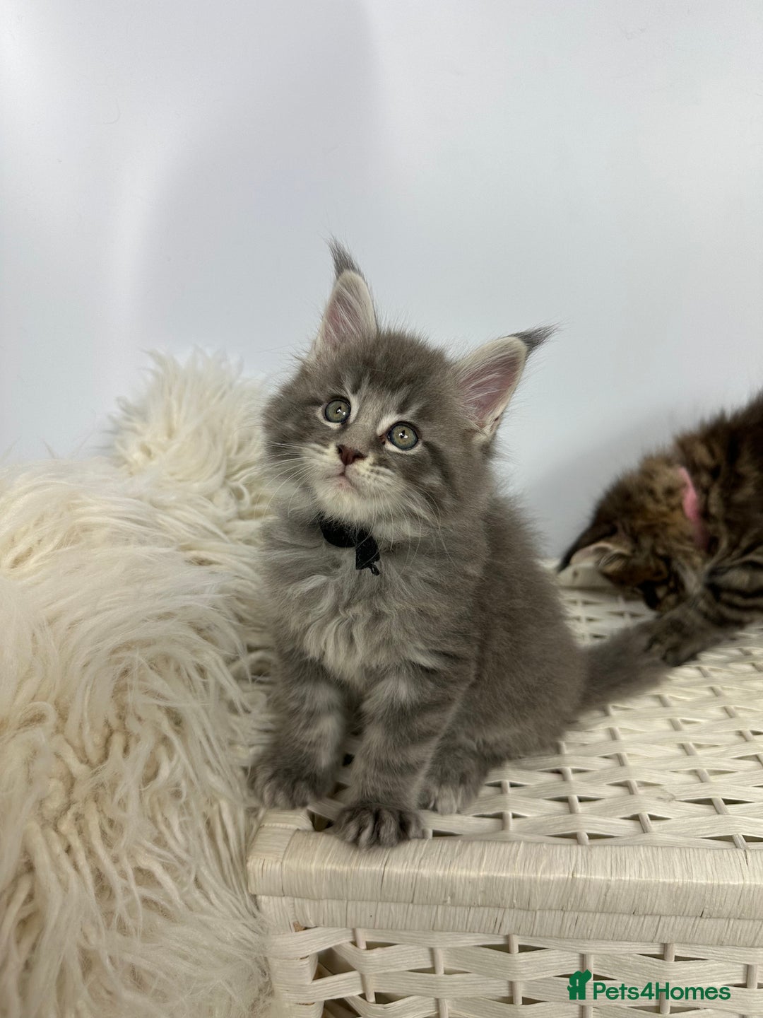 Maine Coon cats for sale: Gorgeous Pure Breed Maine Coon Kittens - Image 27