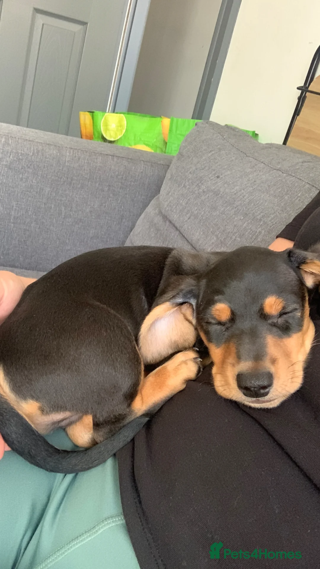 Dachshund dogs for stud: Studding out my male dashound   in Normanton - Advert 9