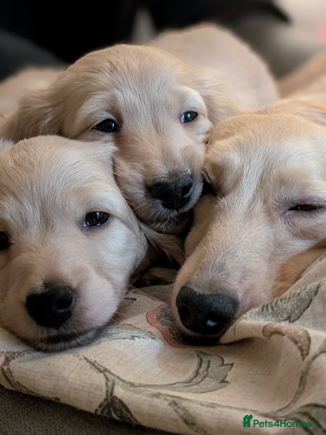 Miniature Dachshund dogs for sale: Stunning Cream Long-Haired Miniature Dachshund  - Advert 3