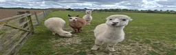 Alpaca livestock for sale: 4 female pet alpacas in Norwich - Advert 4