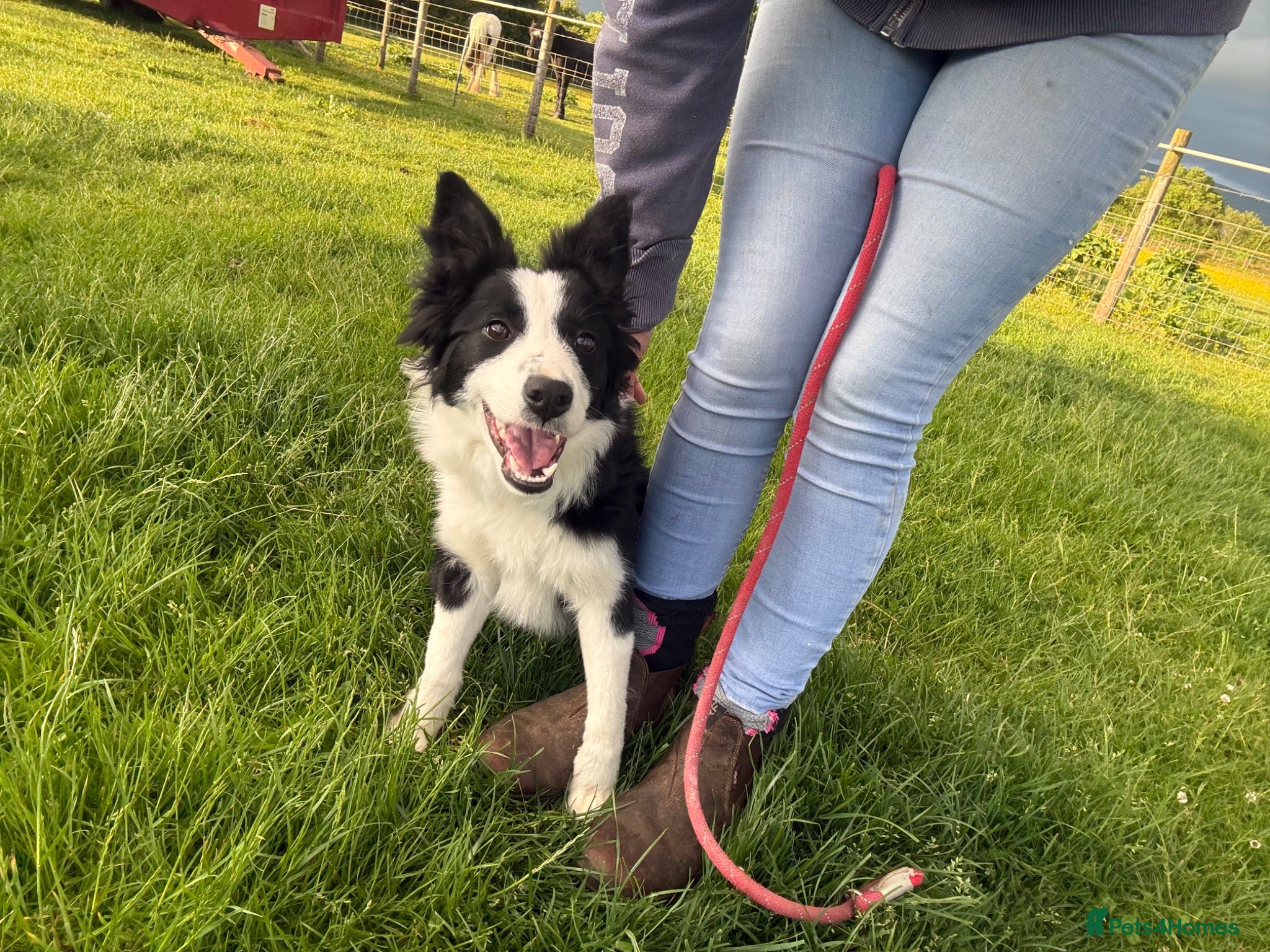 Border Collie dogs 7 month old ISDS registered bitch - Advert 1